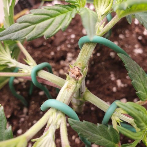 Pflanzlord growlog timeline photo