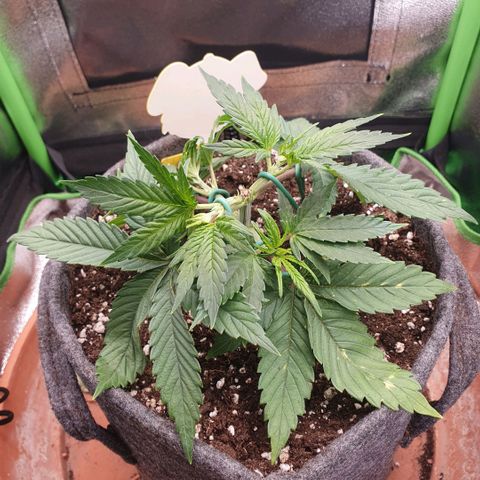 Pflanzlord growlog timeline photo