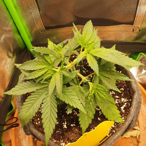 Pflanzlord growlog timeline photo