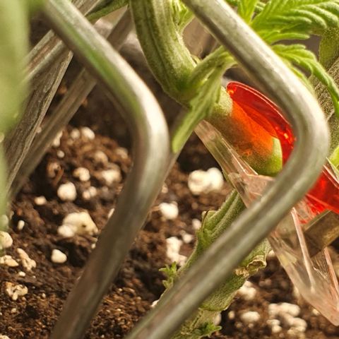 Pflanzlord growlog photo: Das falsche abgeschnitten, mal schauen ob das nochmal dran geht...