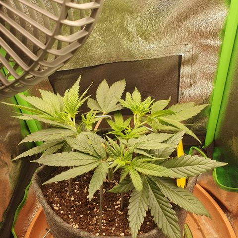 Pflanzlord growlog timeline photo