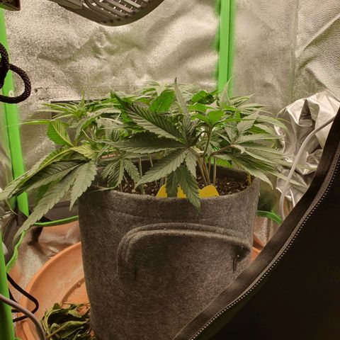 Pflanzlord growlog timeline photo