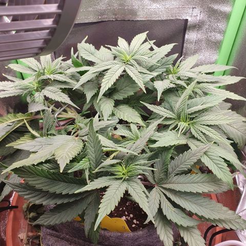 Pflanzlord growlog timeline photo