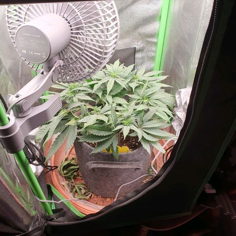 Pflanzlord growlog timeline photo