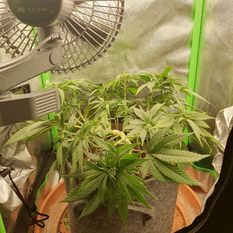 Pflanzlord growlog timeline photo