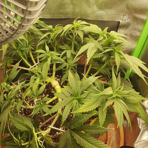 Pflanzlord growlog timeline photo