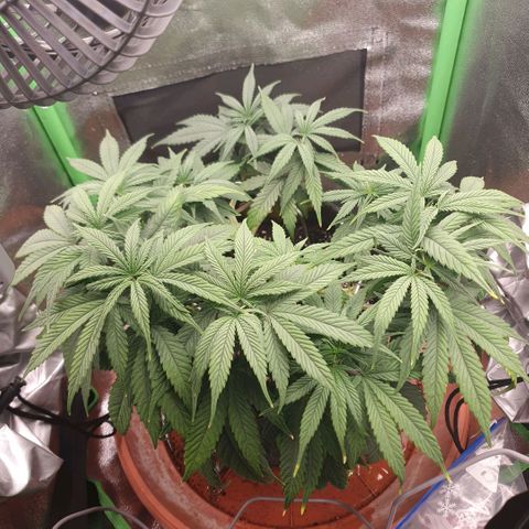 Pflanzlord growlog timeline photo