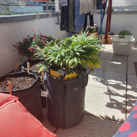 Pflanzlord growlog timeline photo