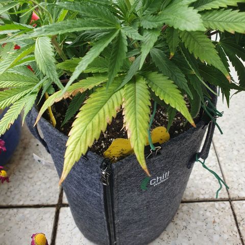 Pflanzlord growlog timeline photo