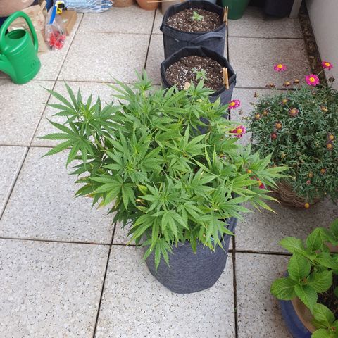 Pflanzlord growlog timeline photo