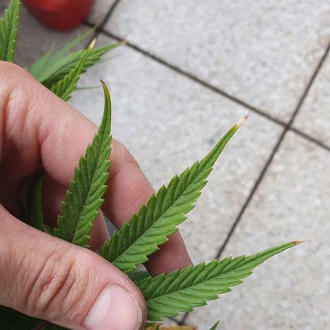 Pflanzlord growlog timeline photo