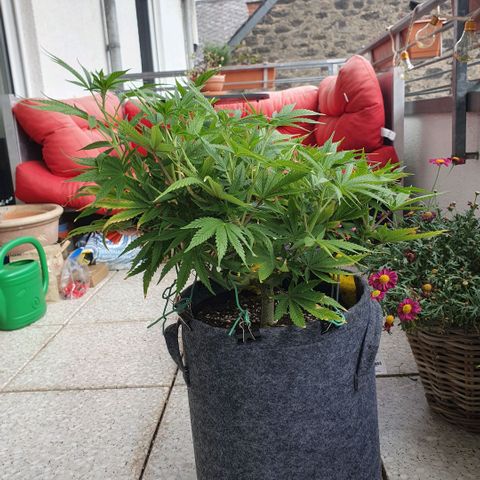 Pflanzlord growlog timeline photo