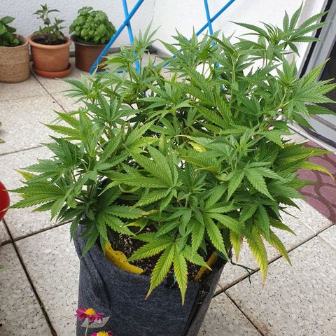 Pflanzlord growlog timeline photo