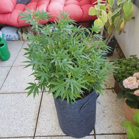 Pflanzlord growlog timeline photo