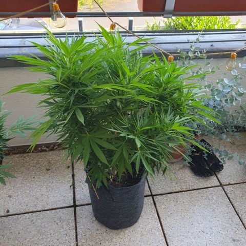 Pflanzlord growlog timeline photo