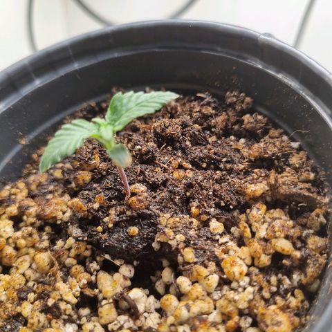 Mary - Og kush - Santa Semente BR growlog timeline photo