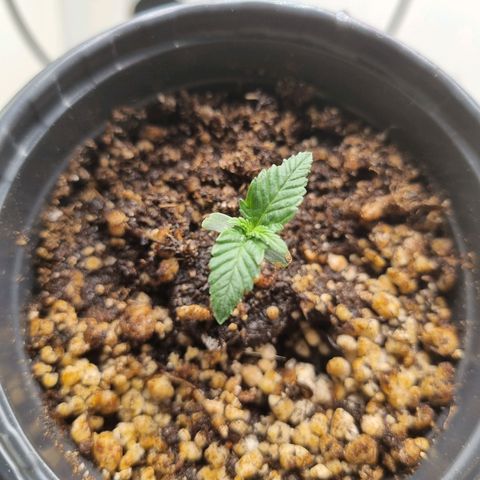 Mary - Og kush - Santa Semente BR growlog timeline photo