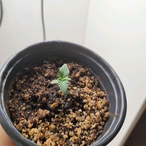 Mary - Og kush - Santa Semente BR growlog timeline photo