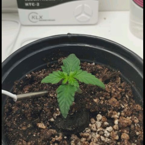 Mary - Og kush - Santa Semente BR growlog timeline photo