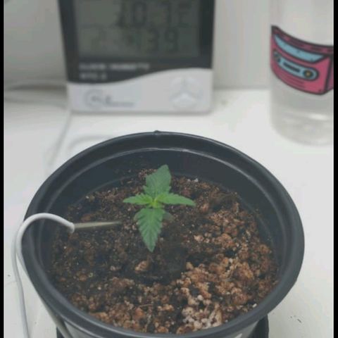 Mary - Og kush - Santa Semente BR growlog timeline photo