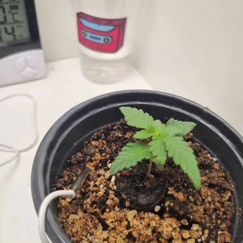 Mary - Og kush - Santa Semente BR growlog timeline photo