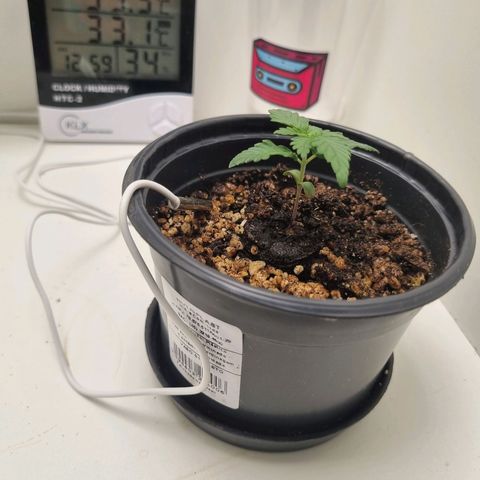 Mary - Og kush - Santa Semente BR growlog timeline photo