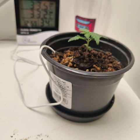 Mary - Og kush - Santa Semente BR growlog timeline photo