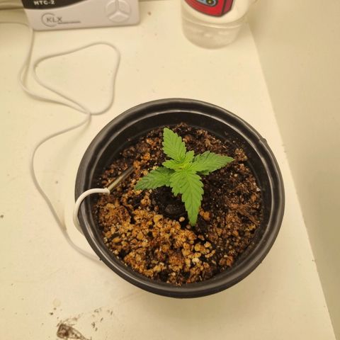 Mary - Og kush - Santa Semente BR growlog timeline photo