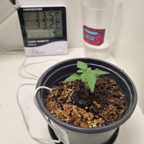 Mary - Og kush - Santa Semente BR growlog timeline photo