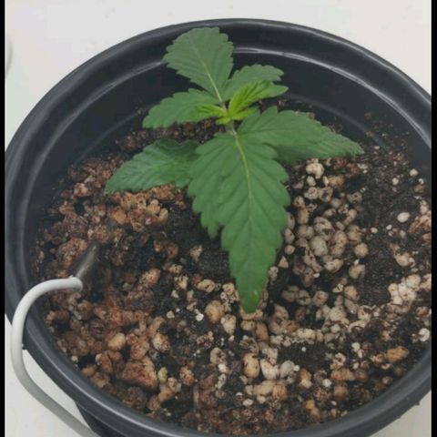 Mary - Og kush - Santa Semente BR growlog timeline photo