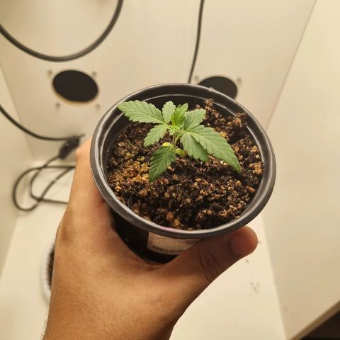 Mary - Og kush - Santa Semente BR growlog timeline photo
