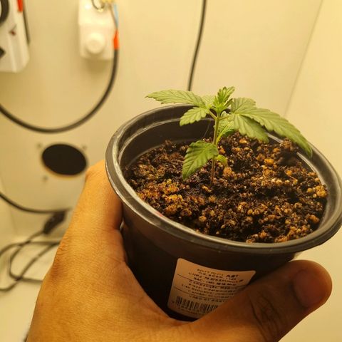 Mary - Og kush - Santa Semente BR growlog timeline photo