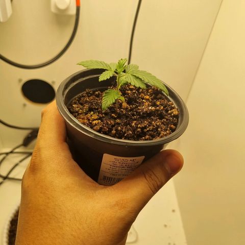 Mary - Og kush - Santa Semente BR growlog timeline photo