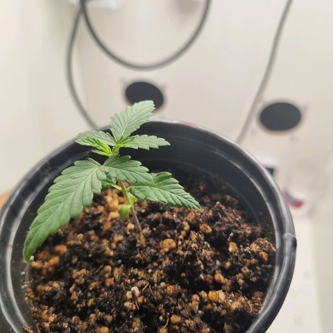 Mary - Og kush - Santa Semente BR growlog timeline photo