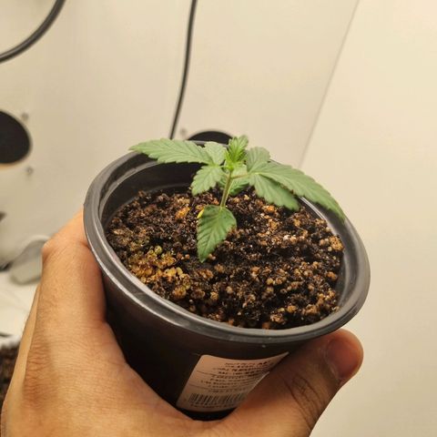 Mary - Og kush - Santa Semente BR growlog timeline photo