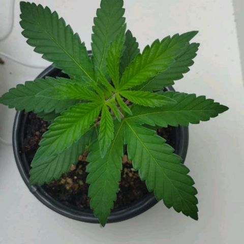 Mary - Og kush - Santa Semente BR growlog timeline photo
