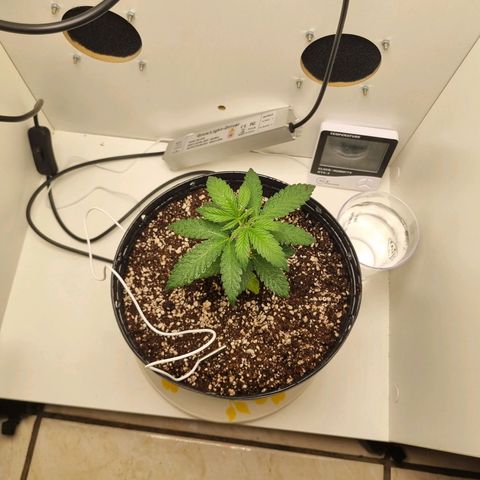 Mary - Og kush - Santa Semente BR growlog photo: Passei ela para um vaso de 2l