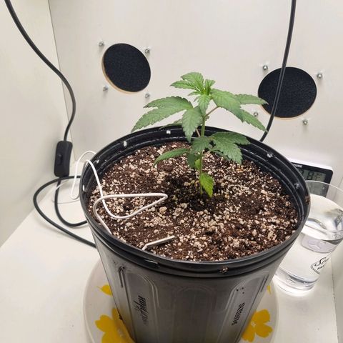 Mary - Og kush - Santa Semente BR growlog photo: Passei ela para um vaso de 2l