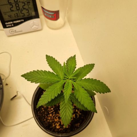 Mary - Og kush - Santa Semente BR growlog timeline photo