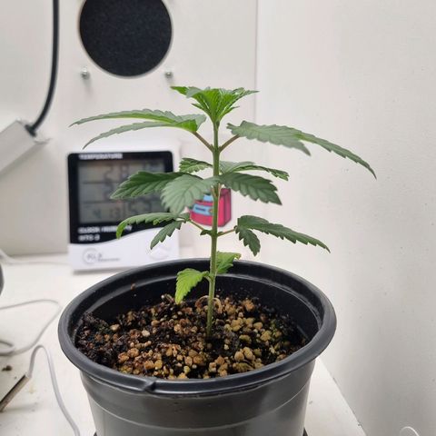 Mary - Og kush - Santa Semente BR growlog timeline photo
