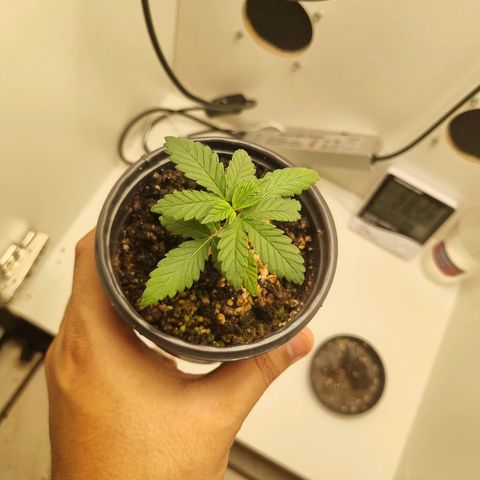 Mary - Og kush - Santa Semente BR growlog timeline photo