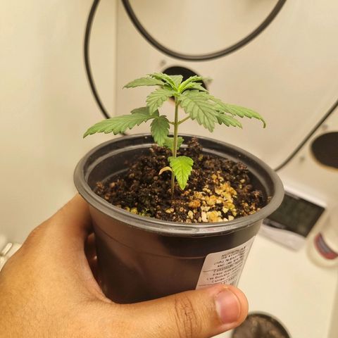 Mary - Og kush - Santa Semente BR growlog timeline photo