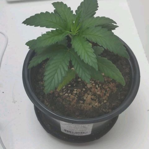 Mary - Og kush - Santa Semente BR growlog timeline photo