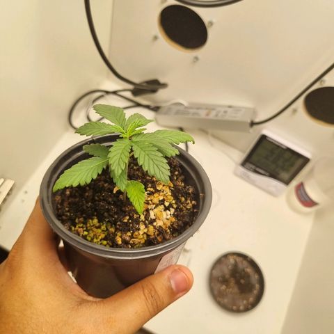 Mary - Og kush - Santa Semente BR growlog timeline photo