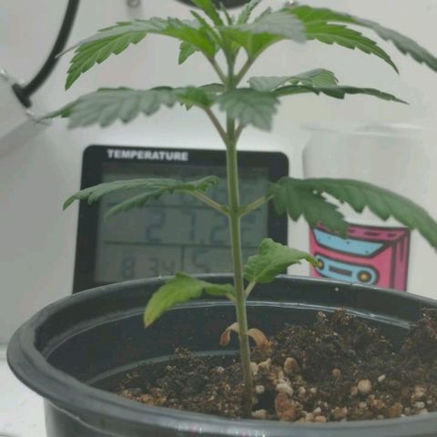Mary - Og kush - Santa Semente BR growlog timeline photo