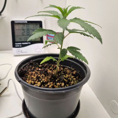 Mary - Og kush - Santa Semente BR growlog timeline photo