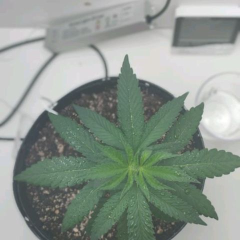 Mary - Og kush - Santa Semente BR growlog timeline photo