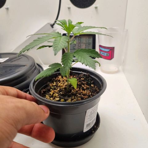 Mary - Og kush - Santa Semente BR growlog timeline photo