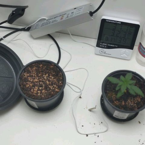 Mary - Og kush - Santa Semente BR growlog timeline photo