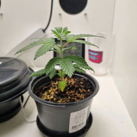 Mary - Og kush - Santa Semente BR growlog timeline photo